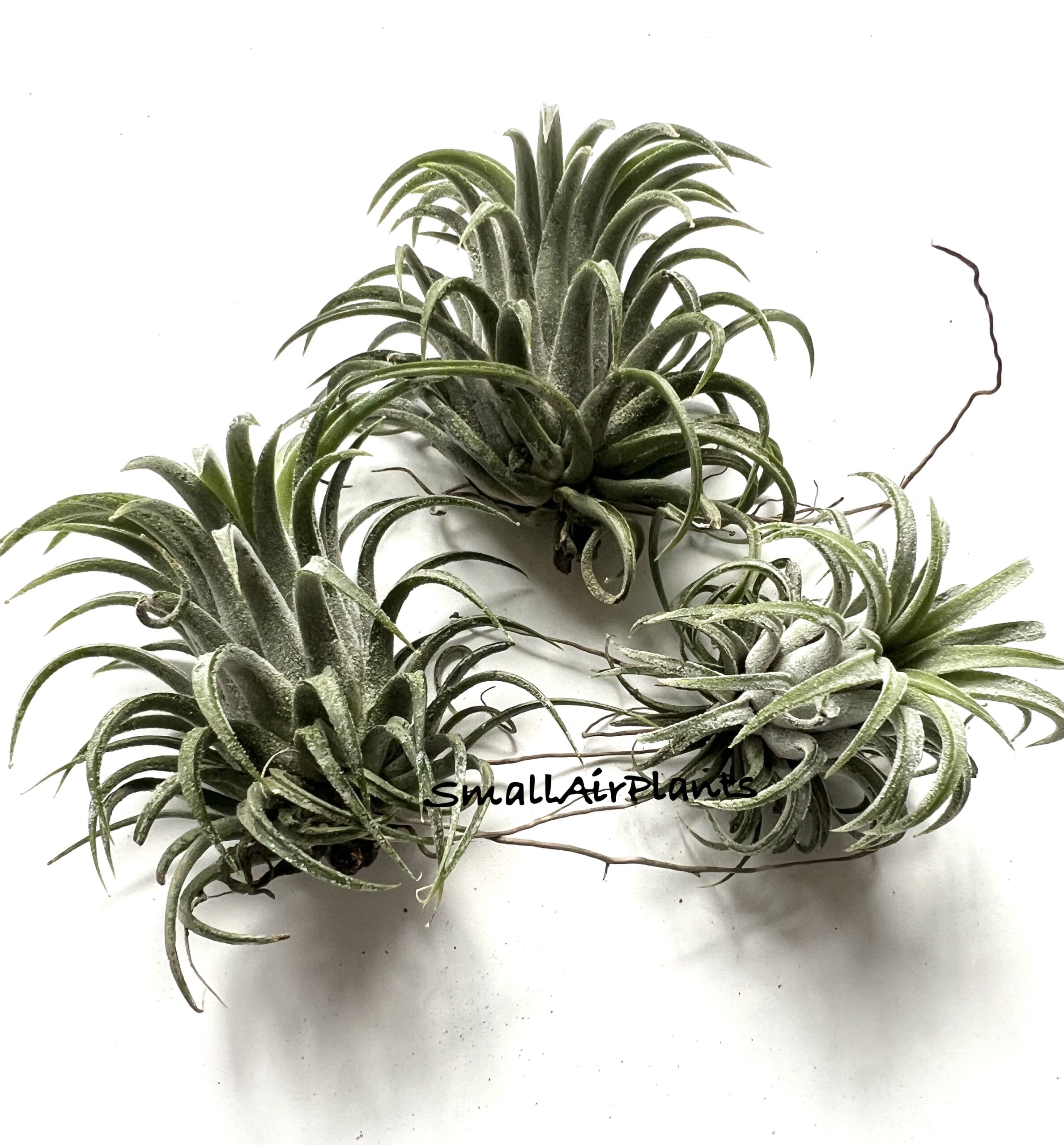 Ionantha Bravo