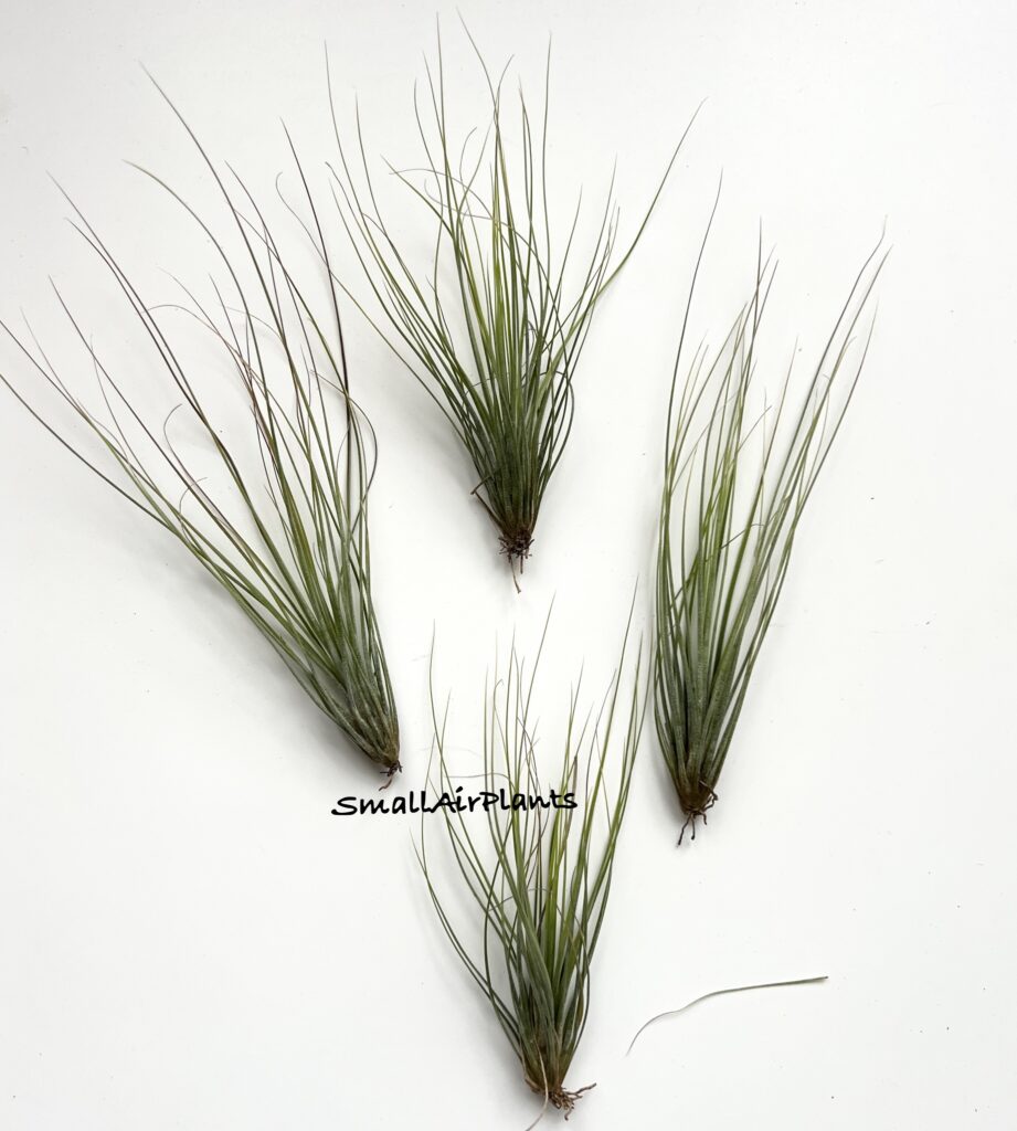 Купить «Juncifolia mini» в интернет-магазине Smallairplants