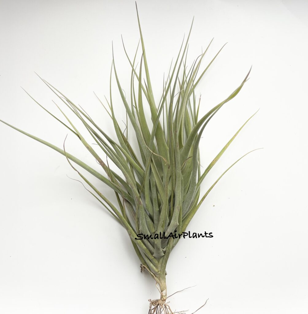 Купить «Latifolia var. divaricata L» в интернет-магазине Smallairplants