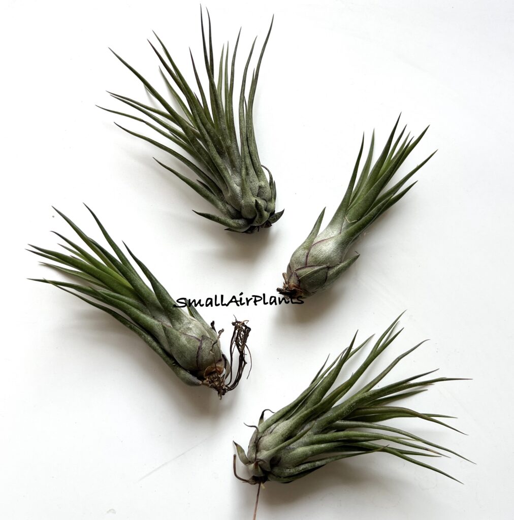 Купить «Like Baby (Bulbosa x Ionantha)» в интернет-магазине Smallairplants