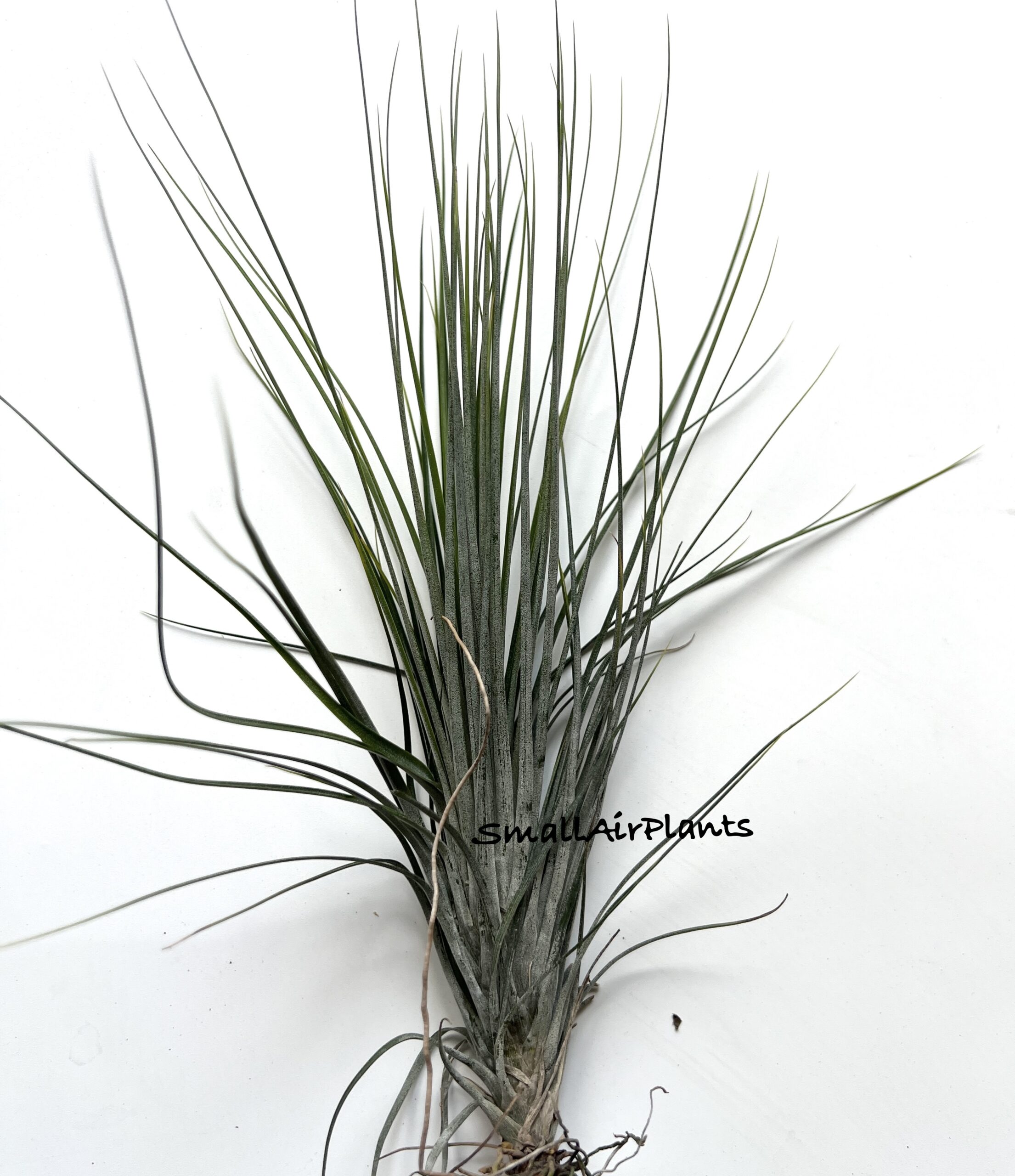 Limbata x Floridiana M