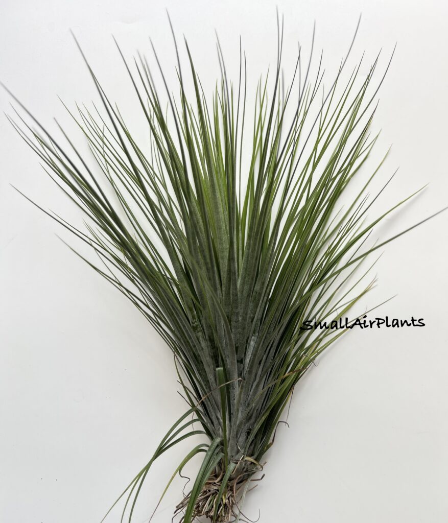 Купить «Limbata x Floridiana L» в интернет-магазине Smallairplants