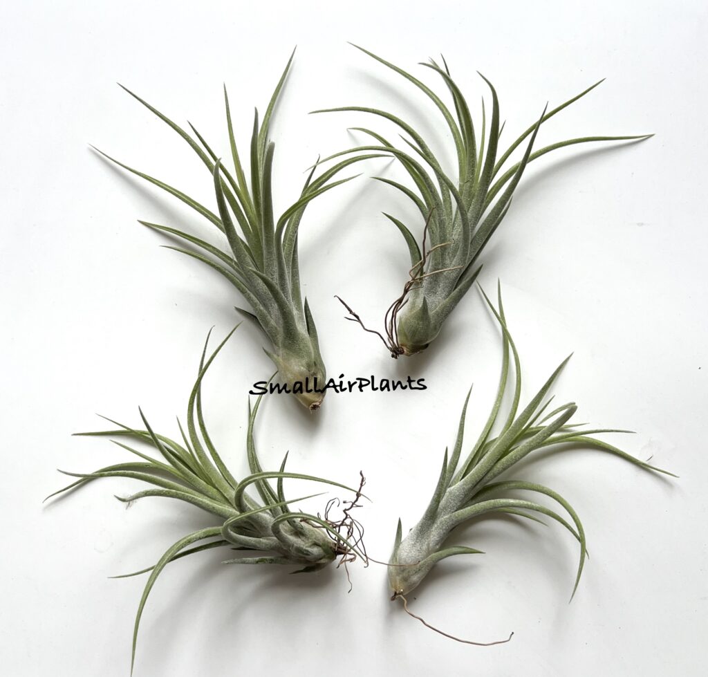 Купить «Mali Dofitas x Ionantha» в интернет-магазине Smallairplants