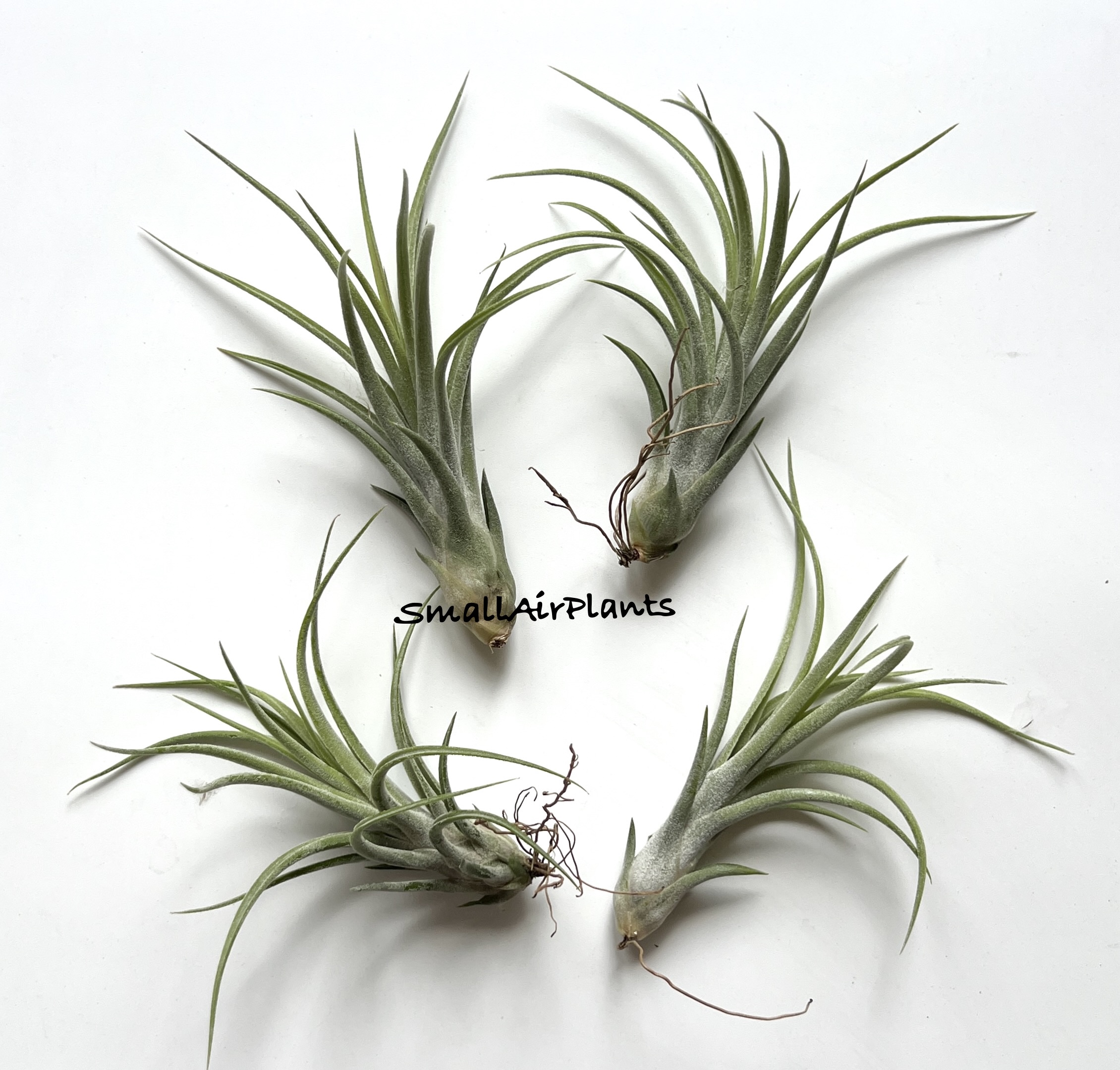 Mali Dofitas x Ionantha