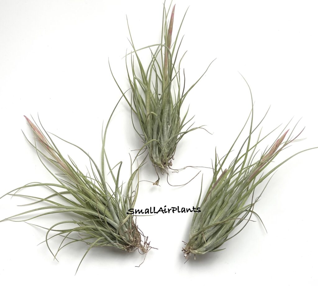 Купить «Rectifolia pulk S» в интернет-магазине Smallairplants