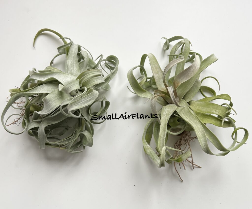 Купить «Streptophylla XL» в интернет-магазине Smallairplants