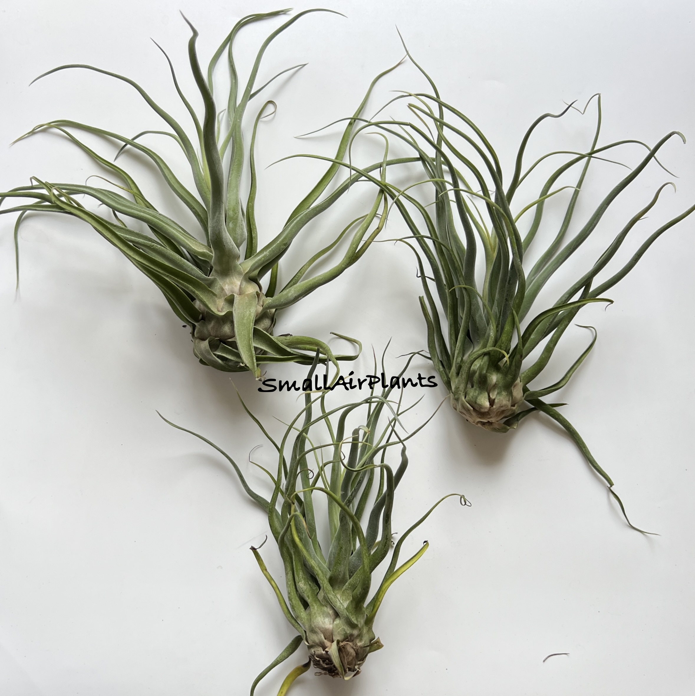 Streptophylla Zig-Zag