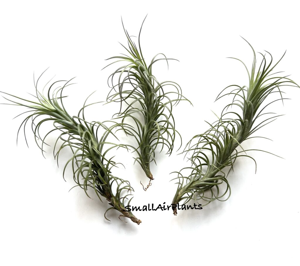Купить «Tenuifolia Silver comb» в интернет-магазине Smallairplants