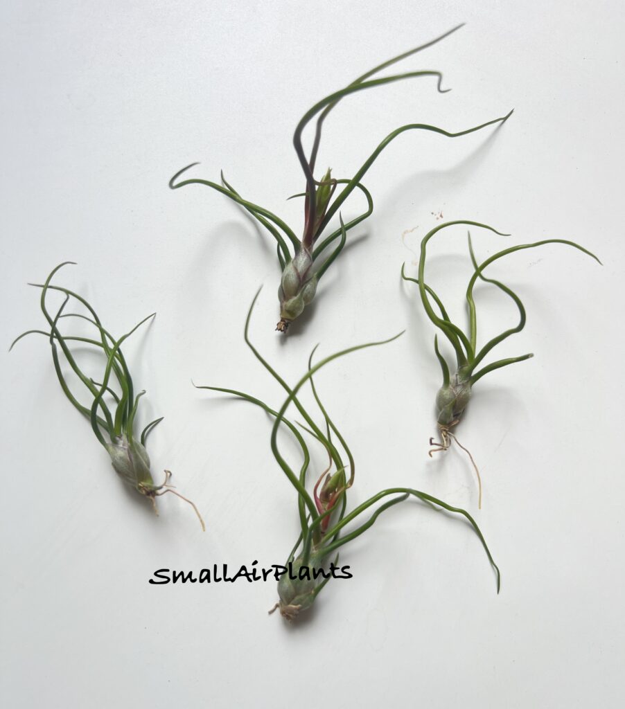 Купить «Bulbosa S» в интернет-магазине Smallairplants
