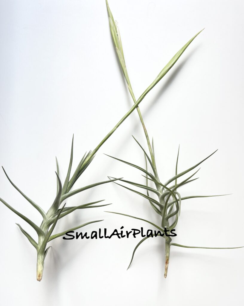 Купить «Diaguitensis» в интернет-магазине Smallairplants