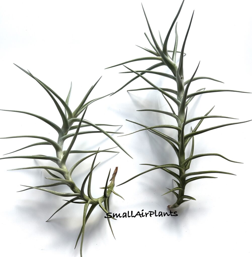 Купить «Diaguitensis L» в интернет-магазине Smallairplants