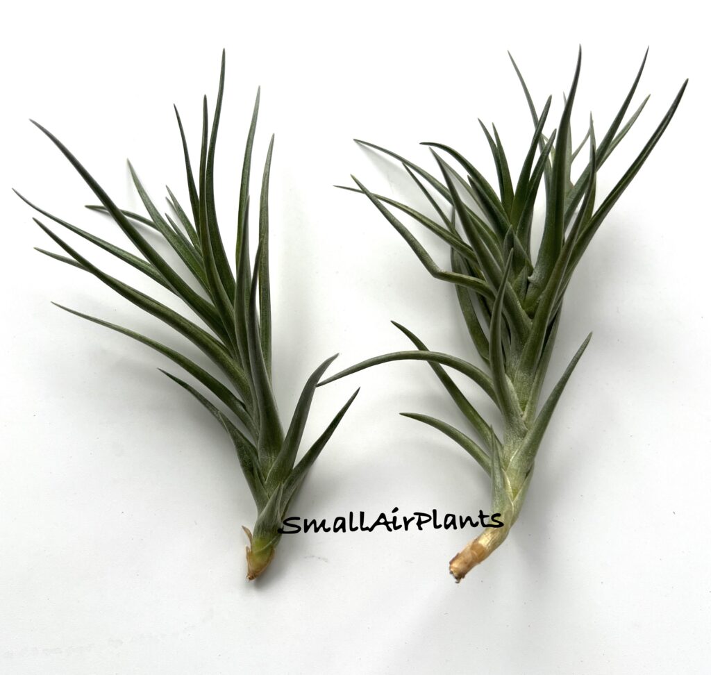 Купить «Holm’s Alberanthos (Aeranthos x Albertiana)» в интернет-магазине Smallairplants