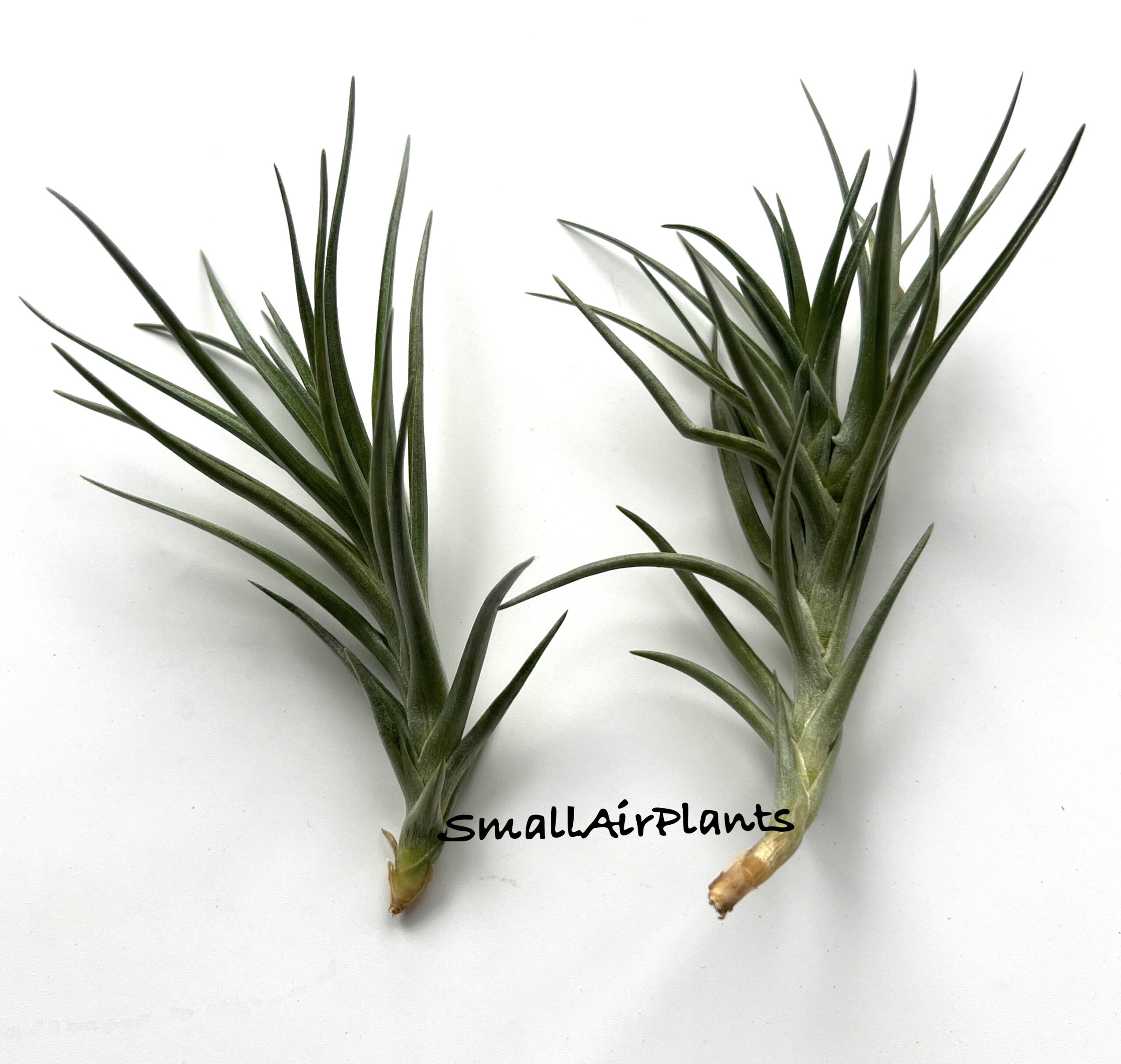 Holm’s Alberanthos (Aeranthos x Albertiana)