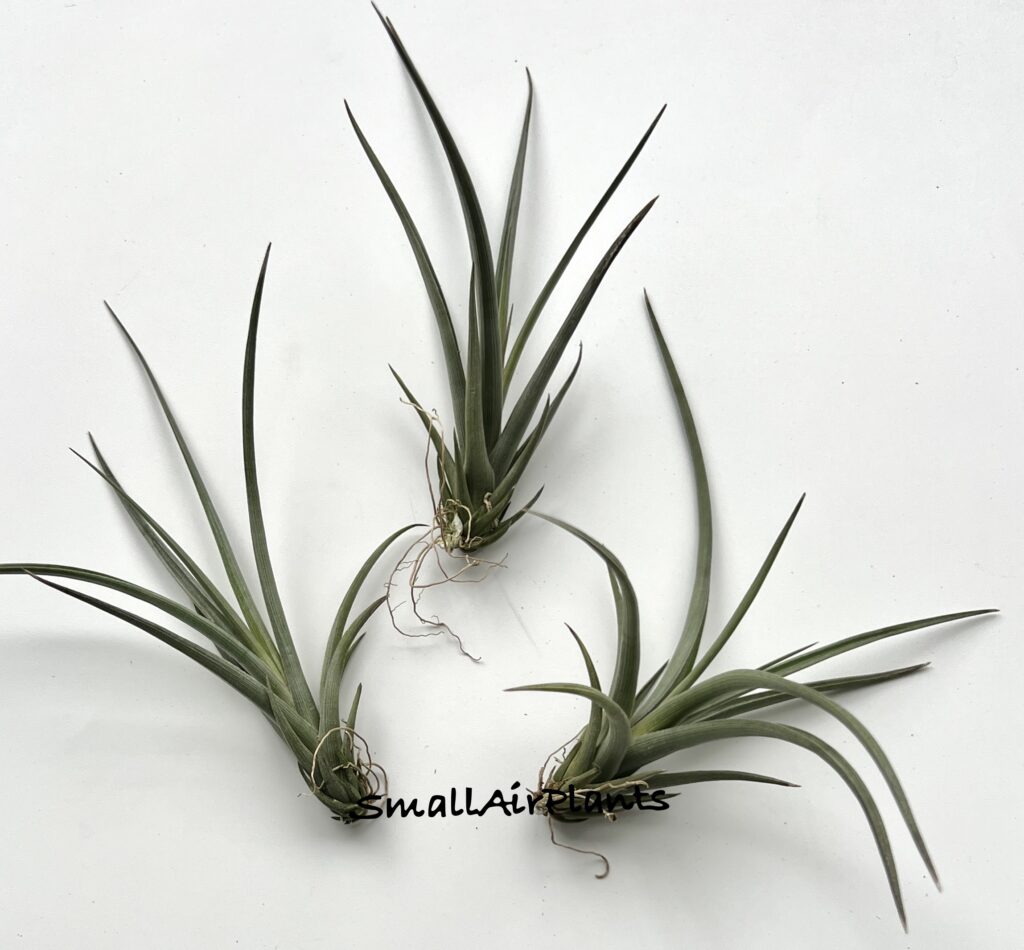Купить «Holm’s Alberich (Ericii x Albertiana)» в интернет-магазине Smallairplants