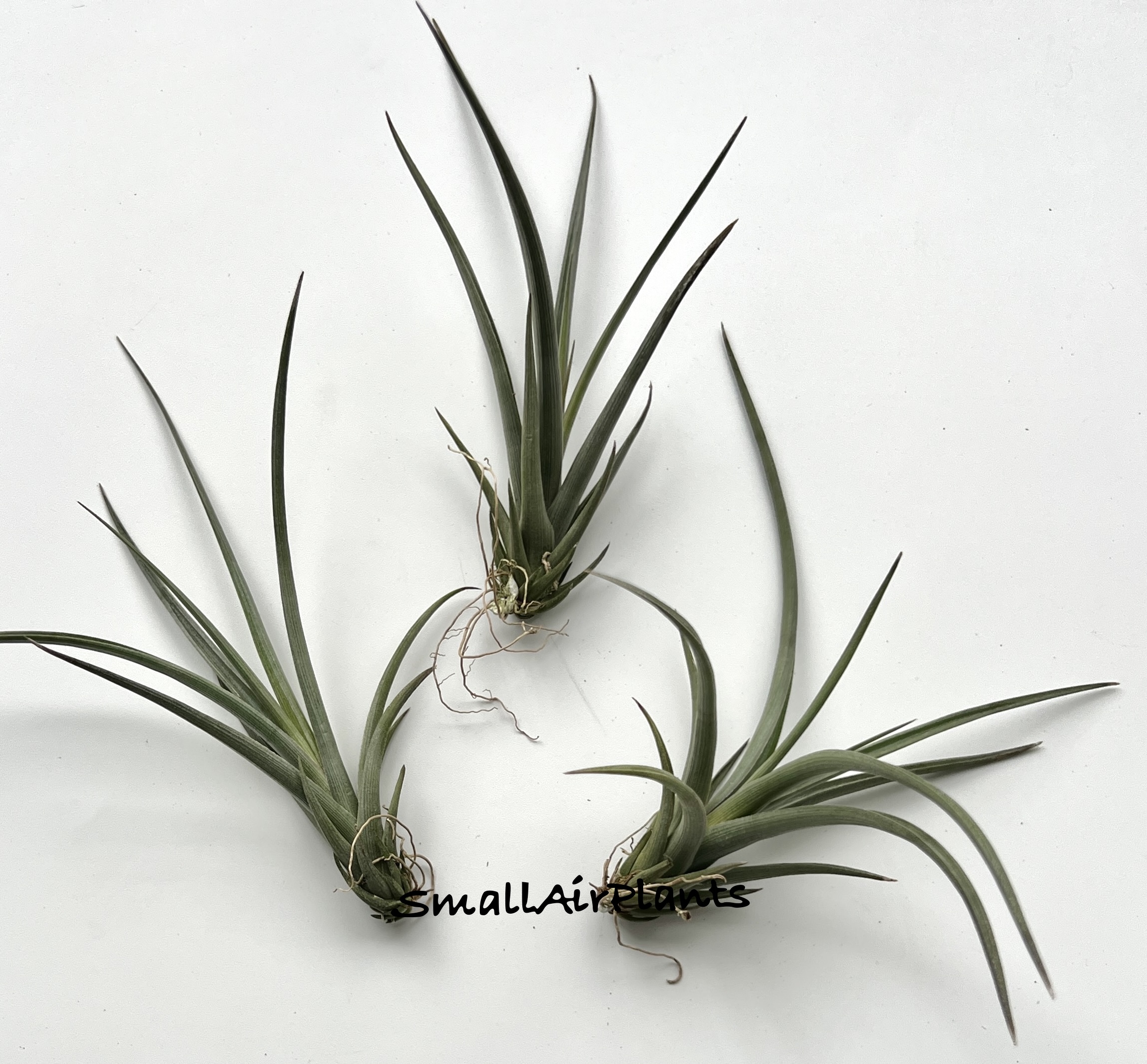 Holm’s Alberich (Ericii x Albertiana)