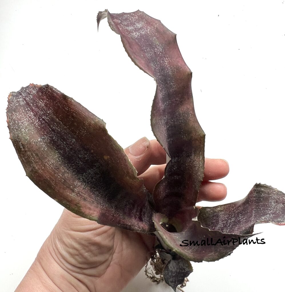 Купить «CRYPTANTHUS Anne Colings» в интернет-магазине Smallairplants