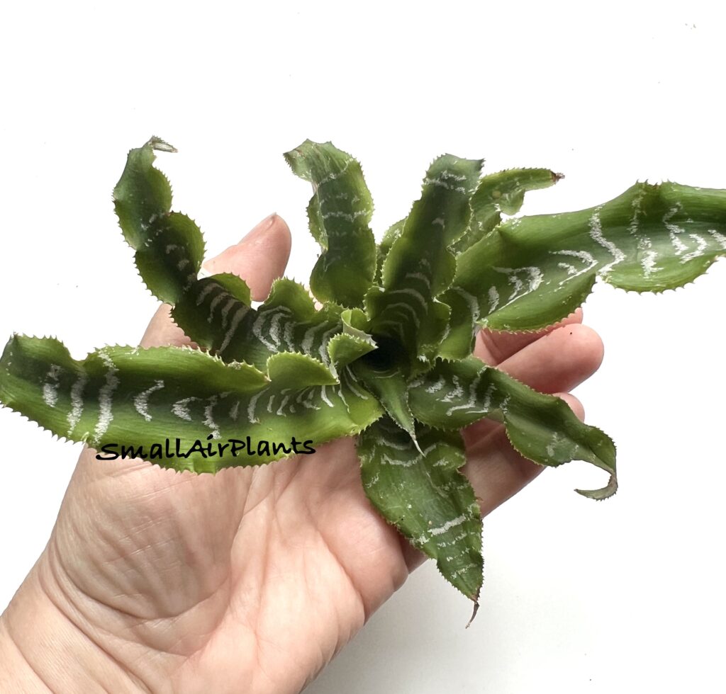 Купить «Cryptanthus “Betty Ann Prevatt”» в интернет-магазине Smallairplants