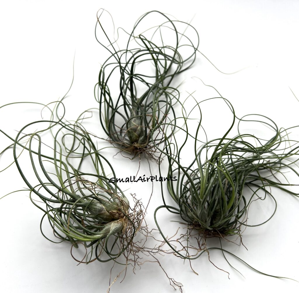 Купить «Bulbosa x Butzii» в интернет-магазине Smallairplants