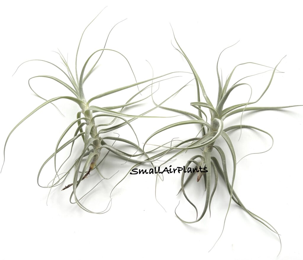 Купить «Holm’s Capricorn (Caerulea x Straminea)» в интернет-магазине Smallairplants