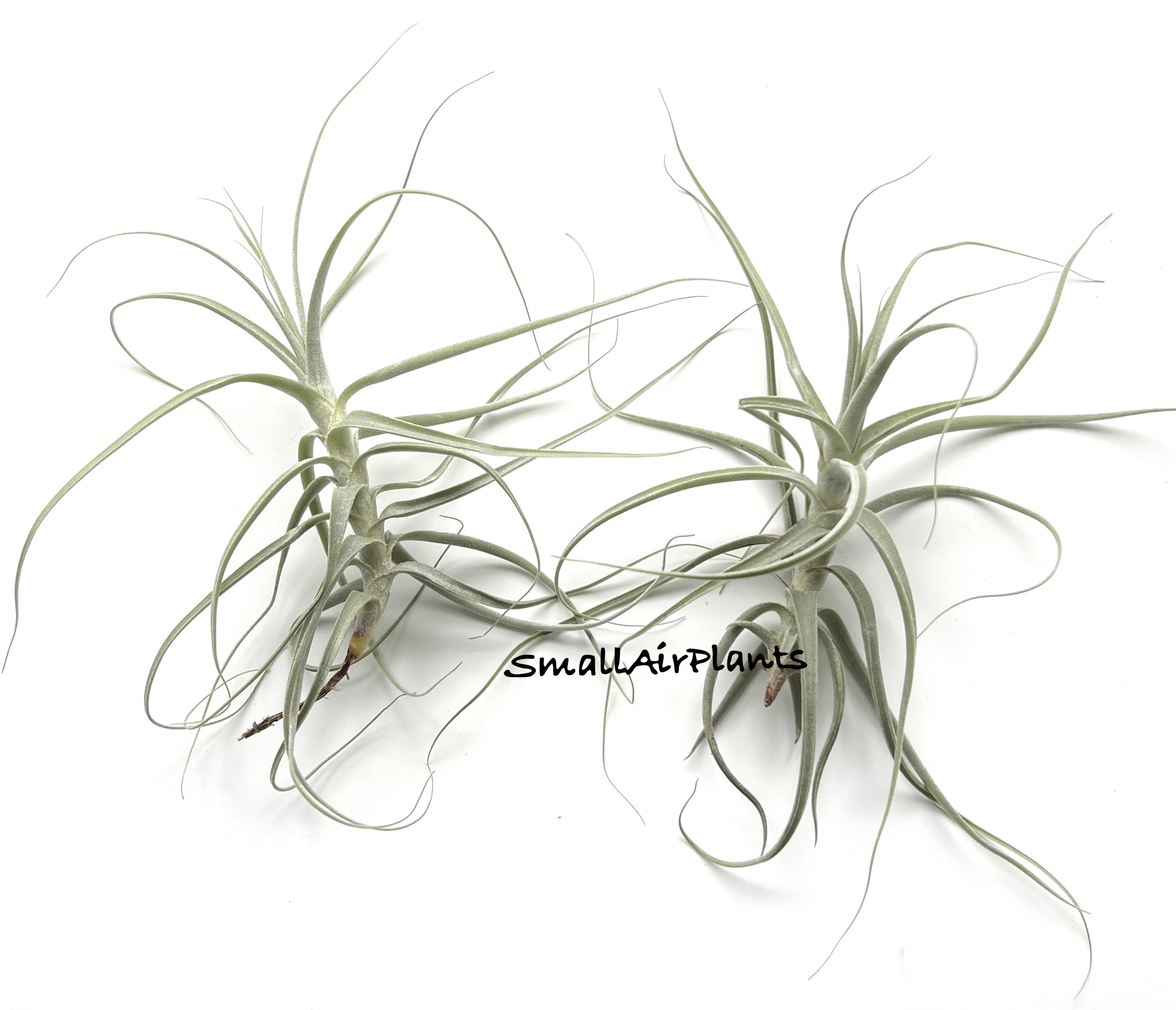 Holm’s Capricorn (Caerulea x Straminea)