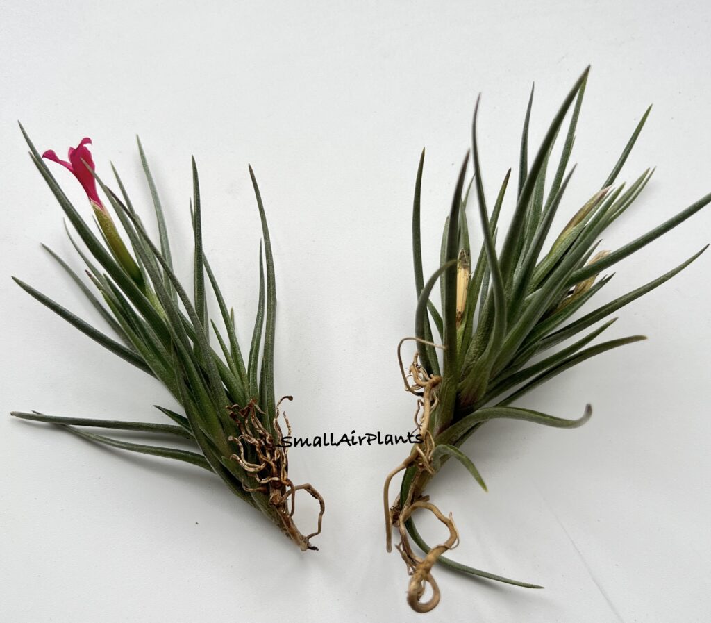 Купить «Dorothae (Albertiana x Argentina)» в интернет-магазине Smallairplants