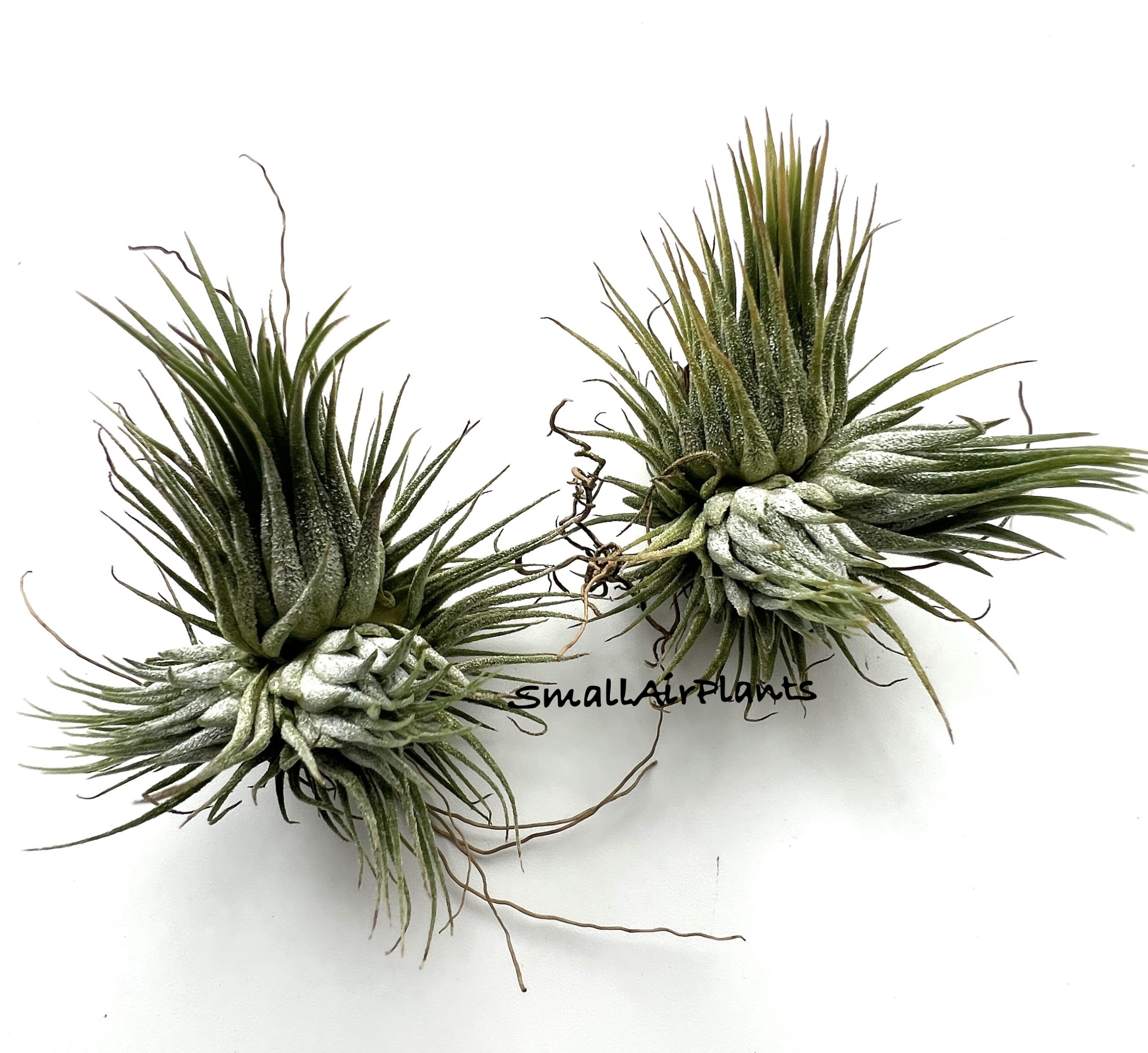 Ionantha Haselnuss pulk