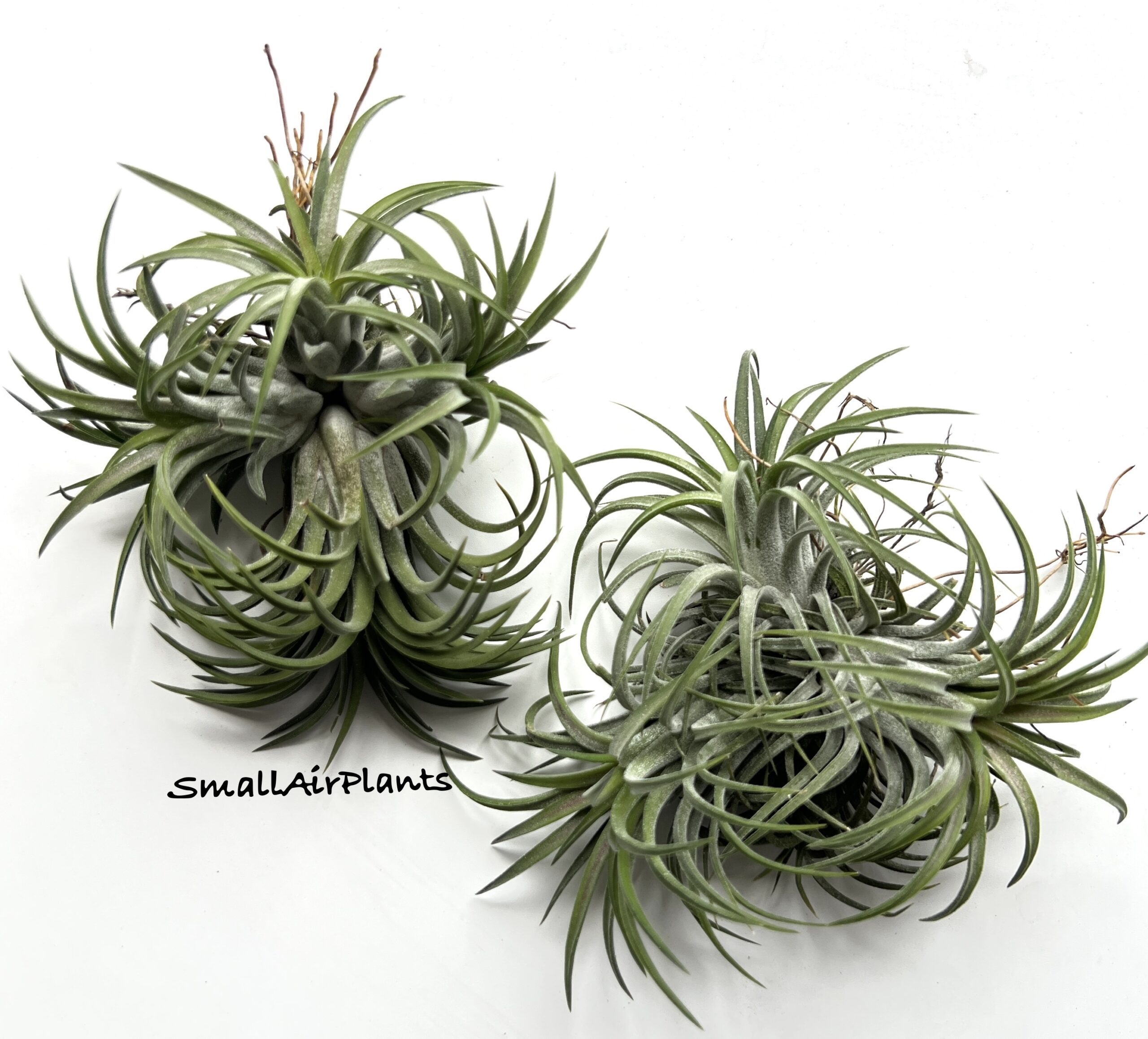 Ionantha Inner Red pulk