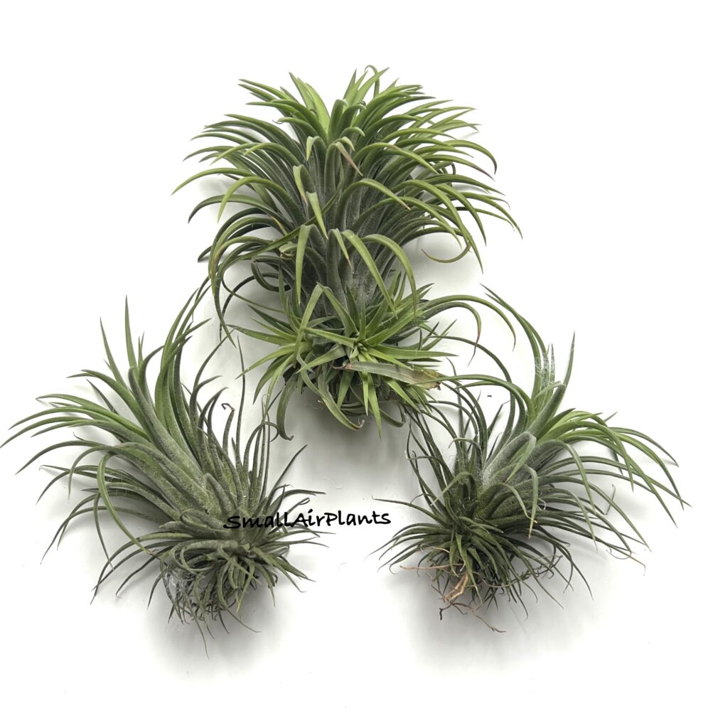 Купить «Ionantha Thai XL» в интернет-магазине Smallairplants