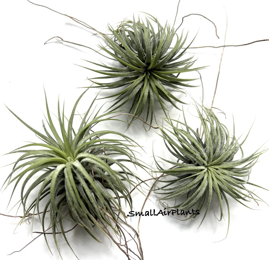 Купить «Ionantha Stricta Thai S» в интернет-магазине Smallairplants