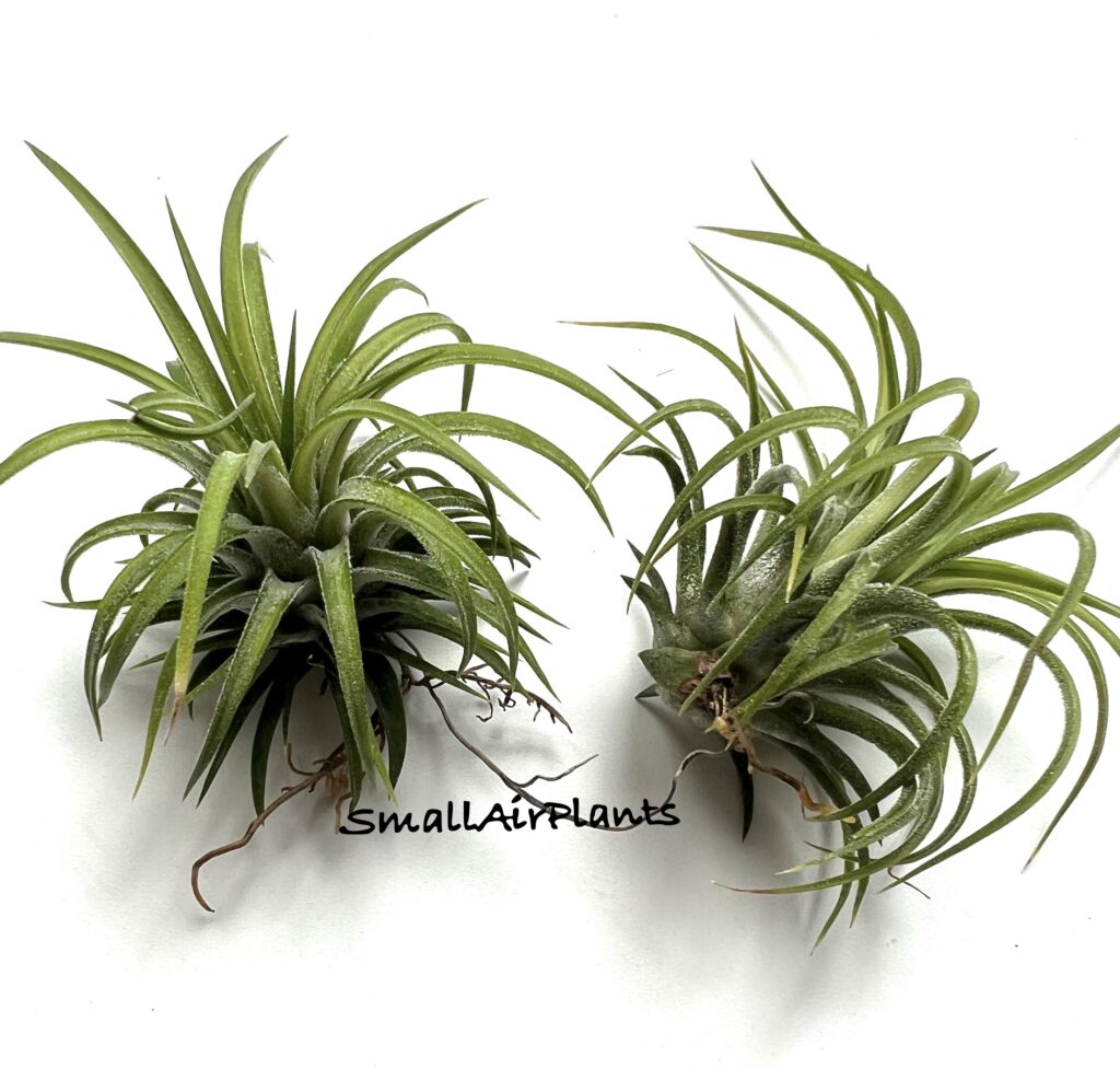 Купить «Ionantha variegaated» в интернет-магазине Smallairplants