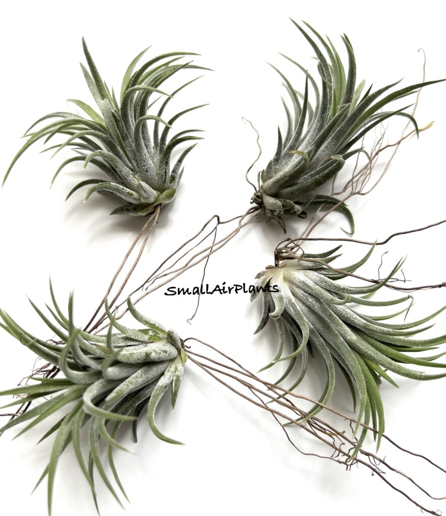 Купить «Ionantha White» в интернет-магазине Smallairplants