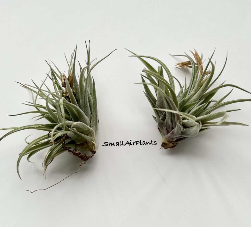 Купить «Holm’s Jewel (Aeranthos Alba x Sprengeliana)» в интернет-магазине Smallairplants