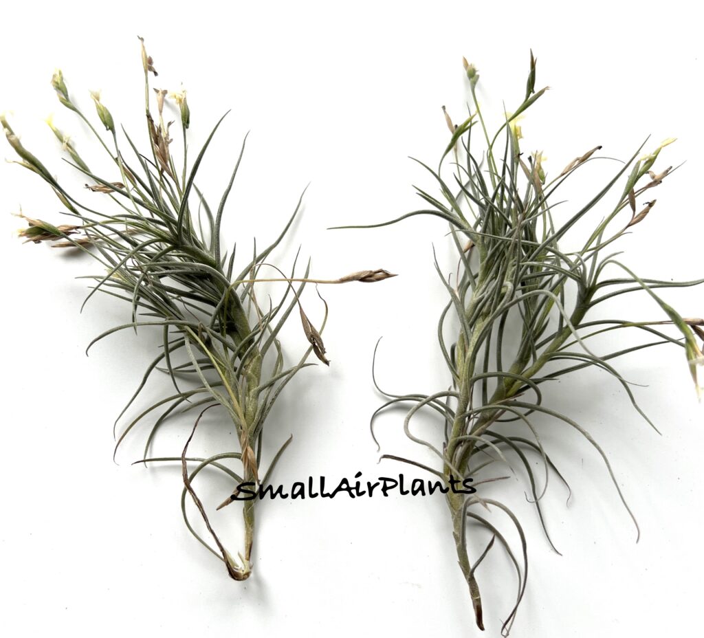 Купить «Lemon Sorbet (Bandensis x Crocata)» в интернет-магазине Smallairplants