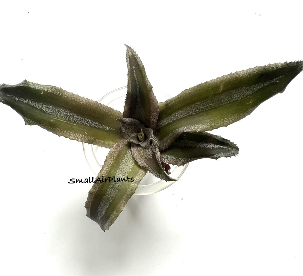 Купить «Cryptanthus Menescal» в интернет-магазине Smallairplants