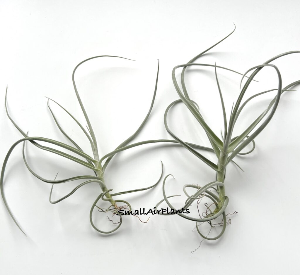 Купить «Holm’s Mother Lode (Daratii x Crocata “orange”)» в интернет-магазине Smallairplants
