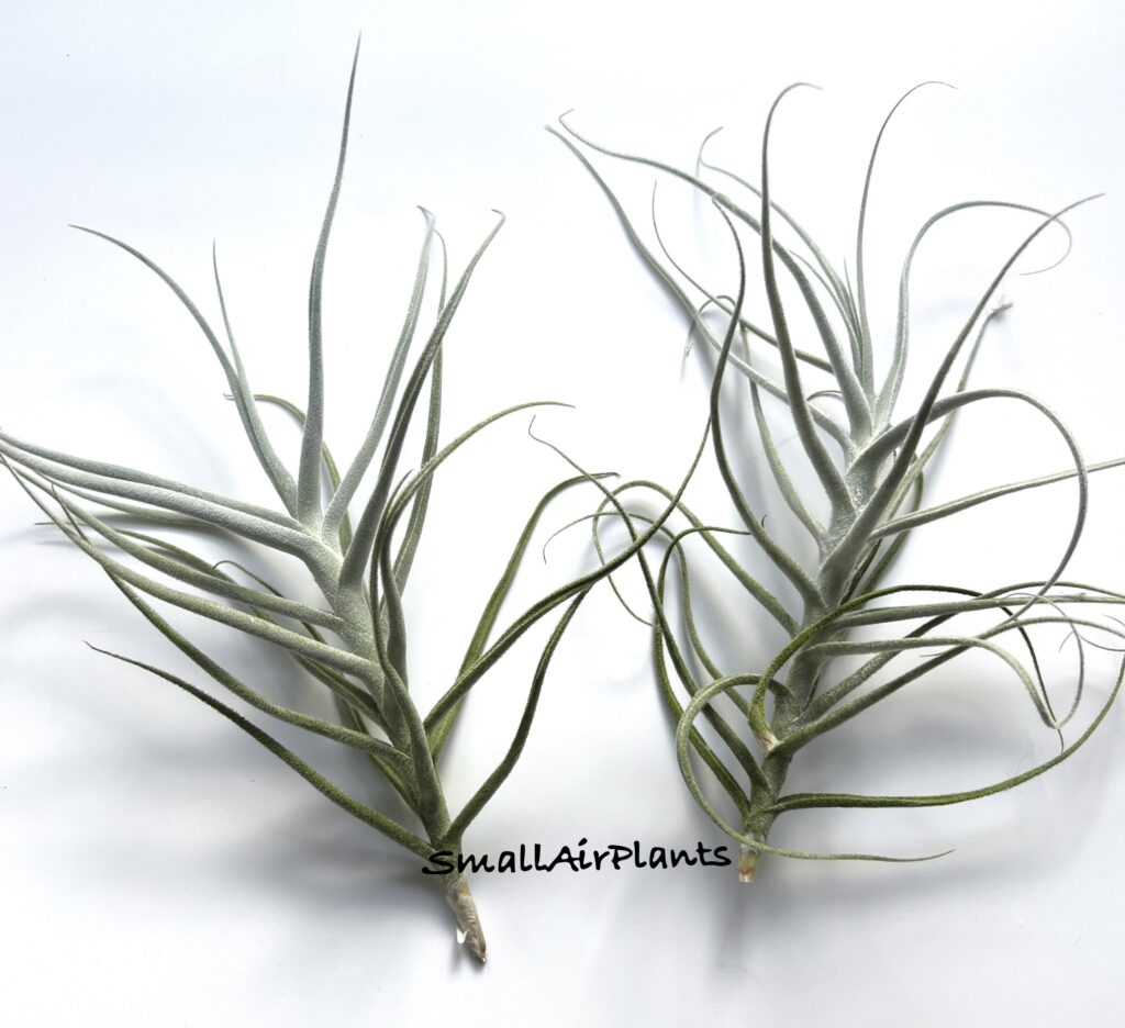 Купить «Paleacea L» в интернет-магазине Smallairplants