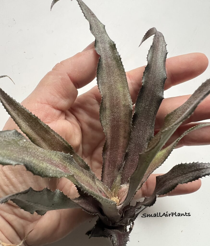Купить «Cryptanthus Pixie» в интернет-магазине Smallairplants