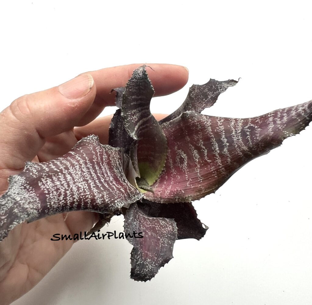 Купить «Cryptanthus Ruby Slippers» в интернет-магазине Smallairplants