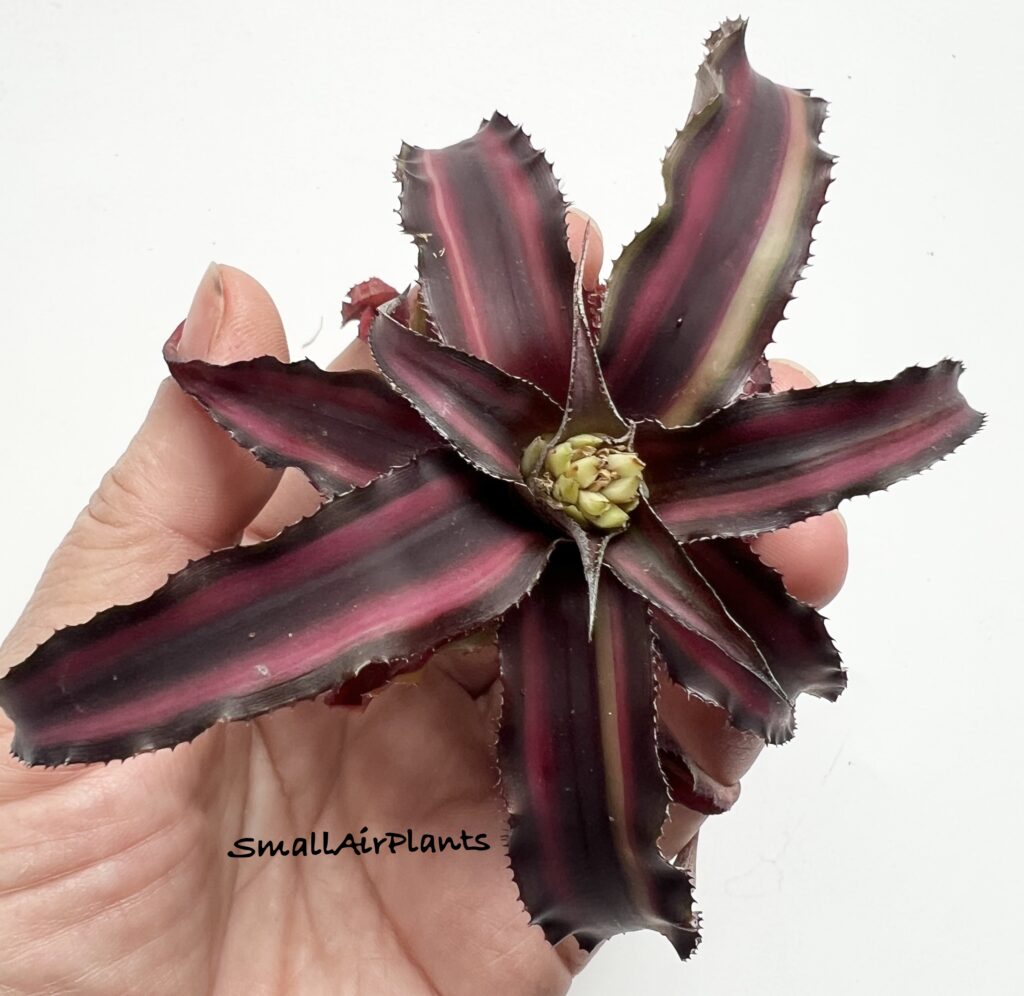 Купить «Cryptanthus Ruby Star var» в интернет-магазине Smallairplants