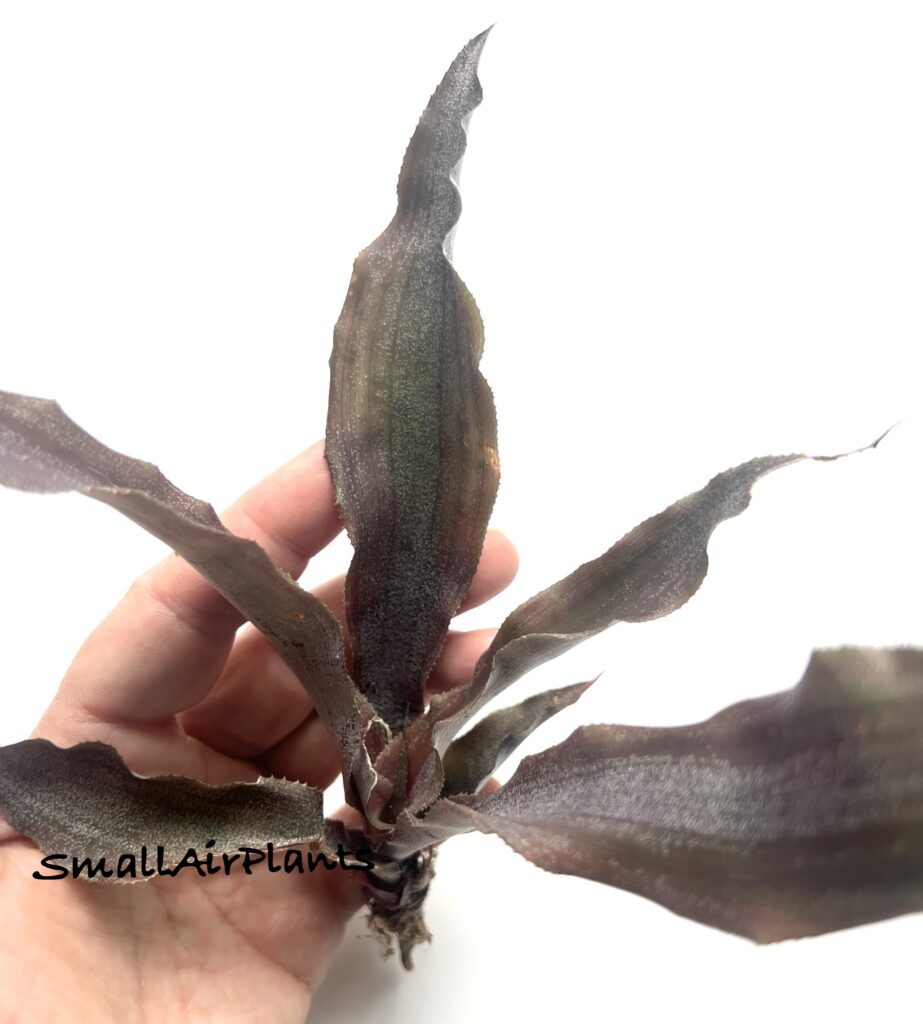 Купить «Cryptanthus Sathit» в интернет-магазине Smallairplants