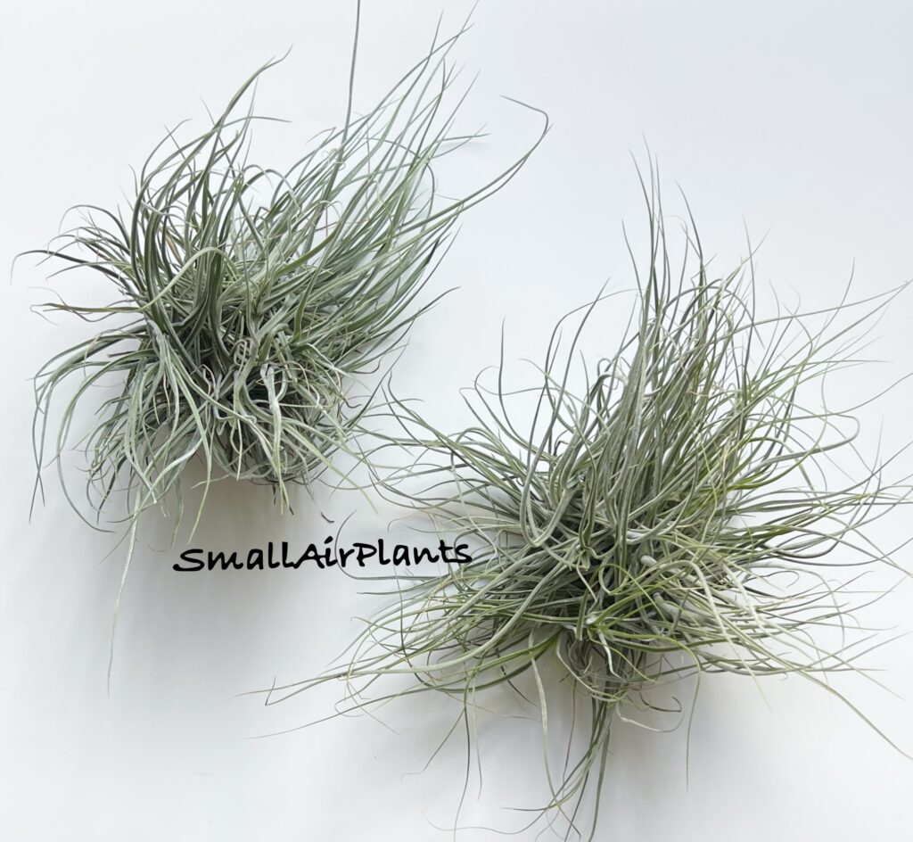 Купить «Schiedeana Major Pulk L» в интернет-магазине Smallairplants