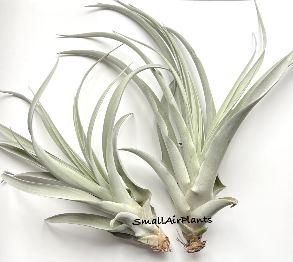Купить «Silver Torch» в интернет-магазине Smallairplants