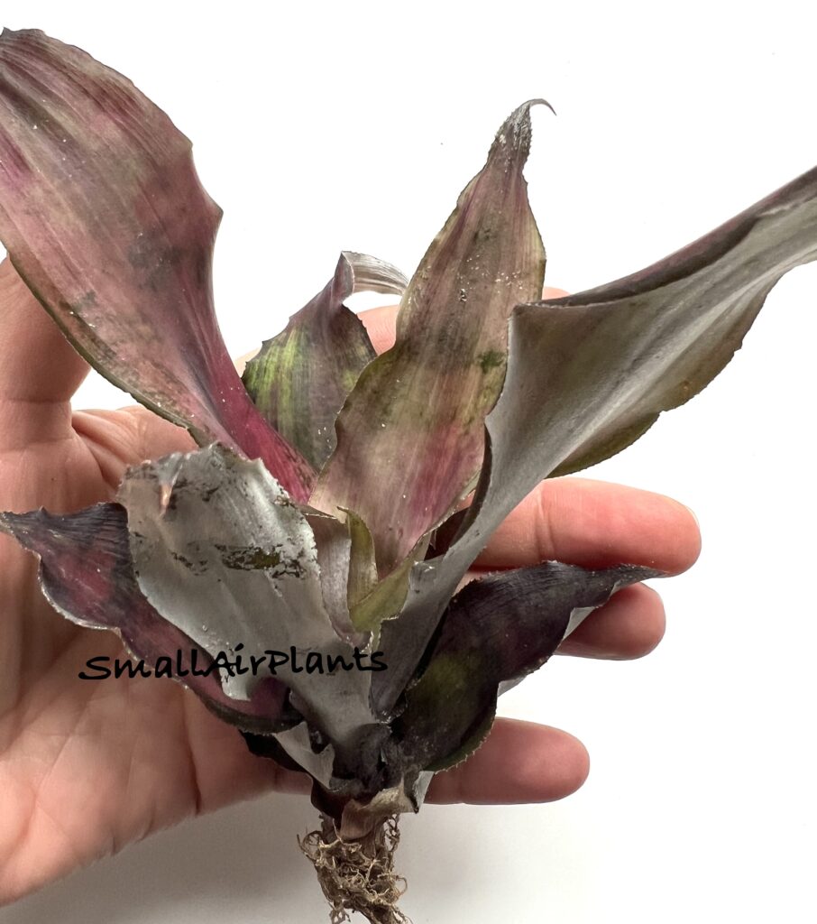 Купить «Cryptanthus Strawberry» в интернет-магазине Smallairplants