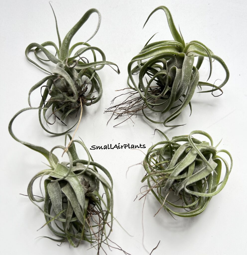 Купить «Streptophylla seeding» в интернет-магазине Smallairplants
