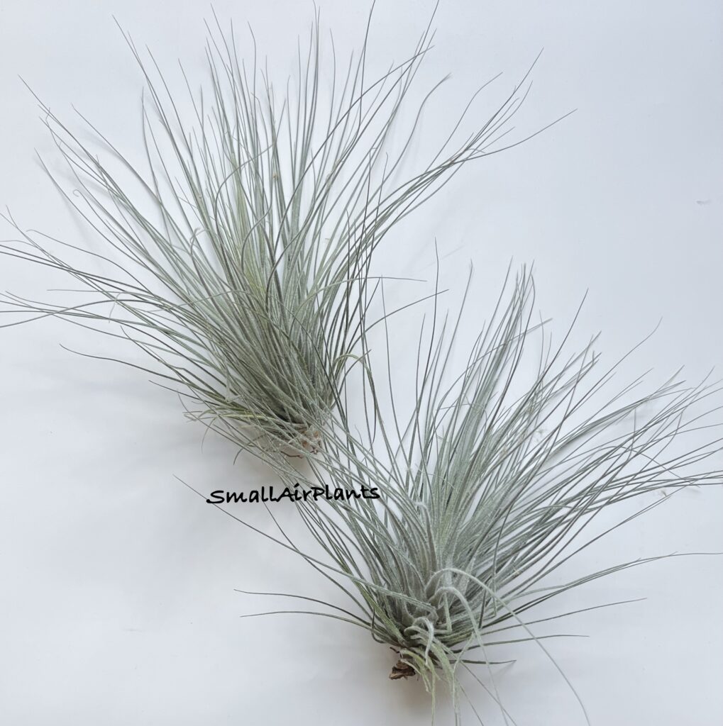 Купить «Tectorum XL» в интернет-магазине Smallairplants