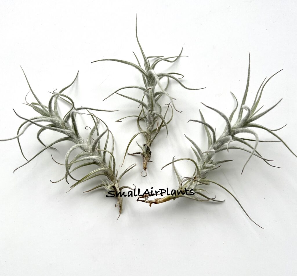 Купить «Tectorum mini» в интернет-магазине Smallairplants