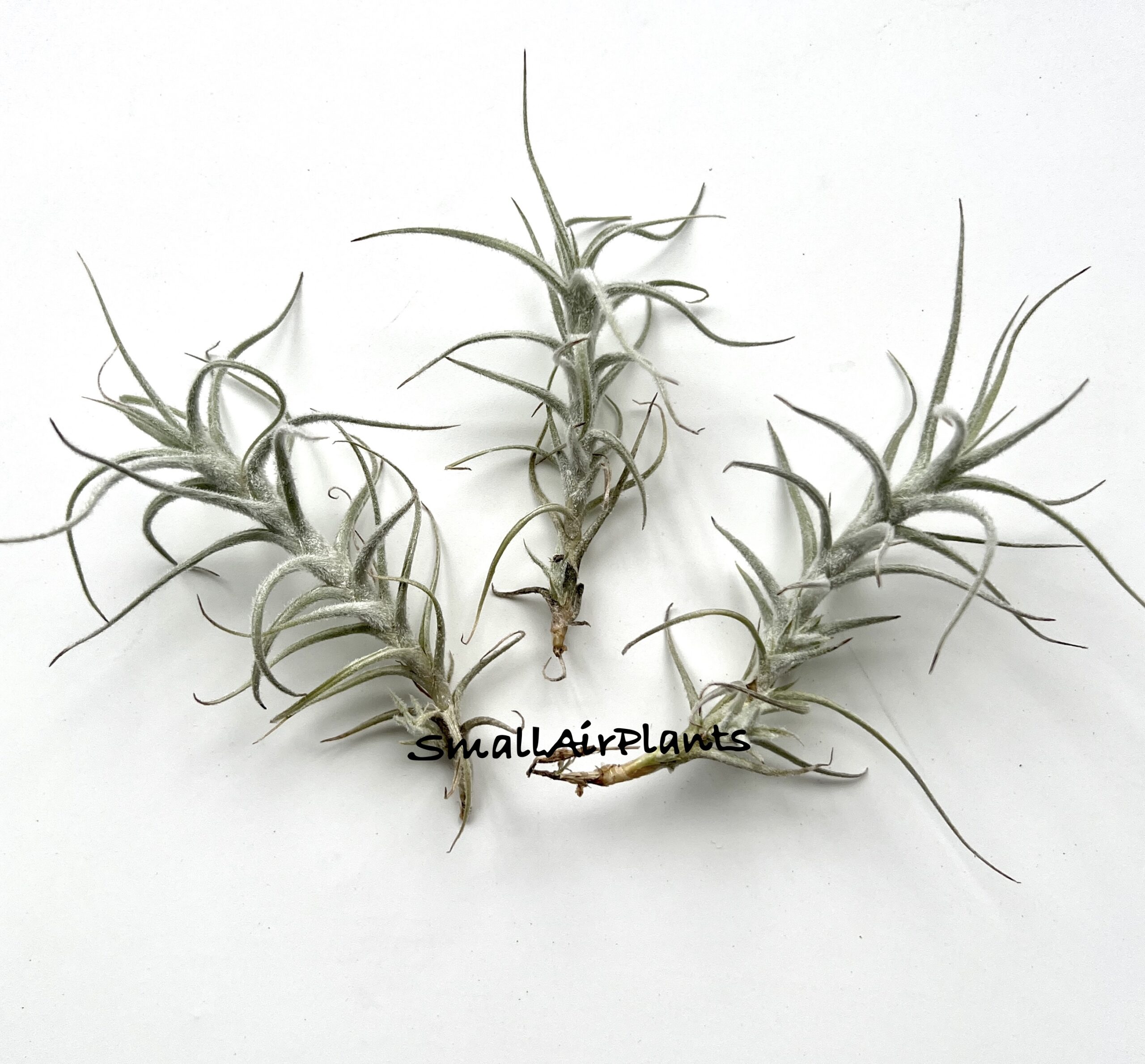 Tectorum mini