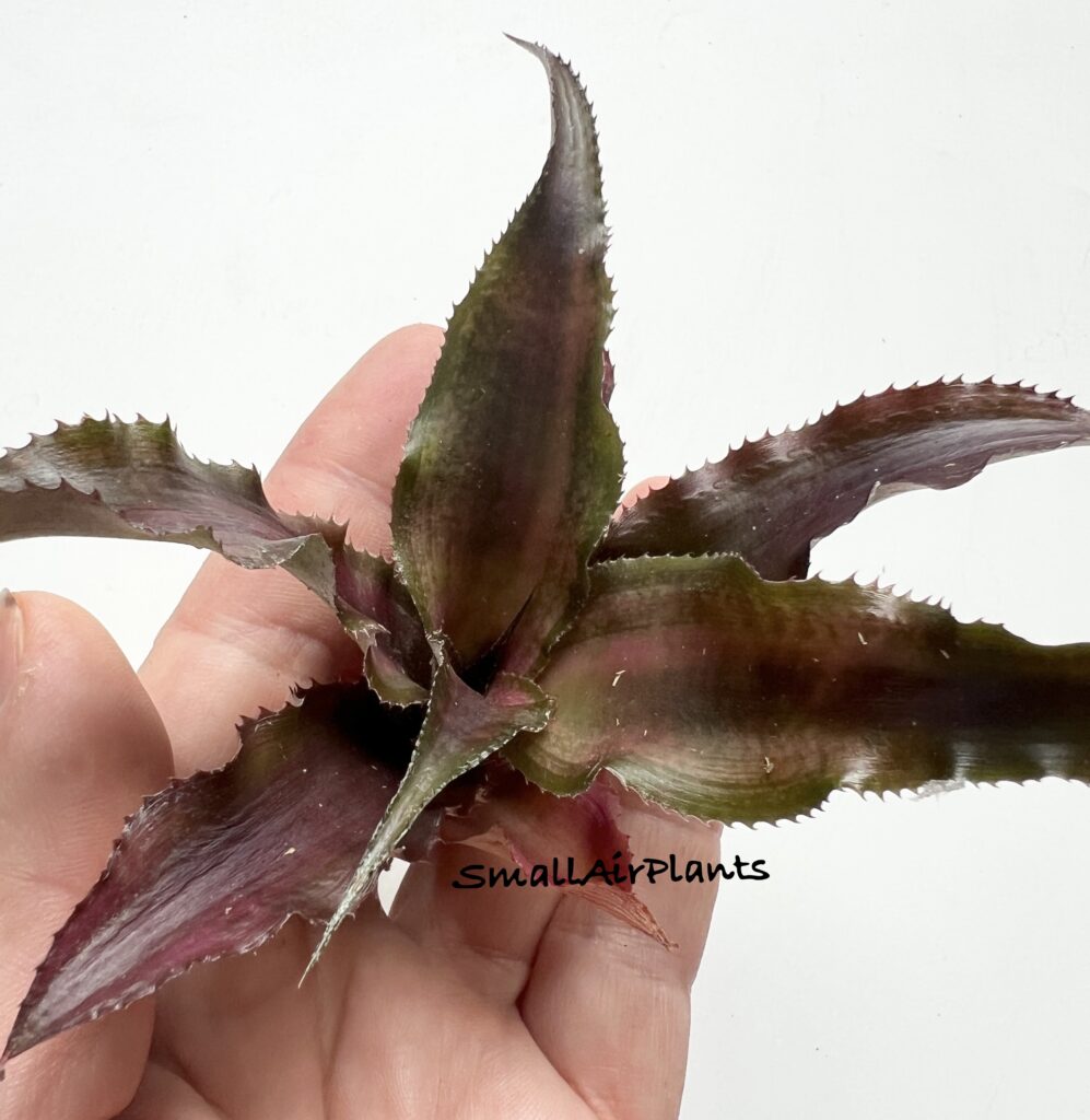 Купить «Cryptanthus Unknown cultivar» в интернет-магазине Smallairplants