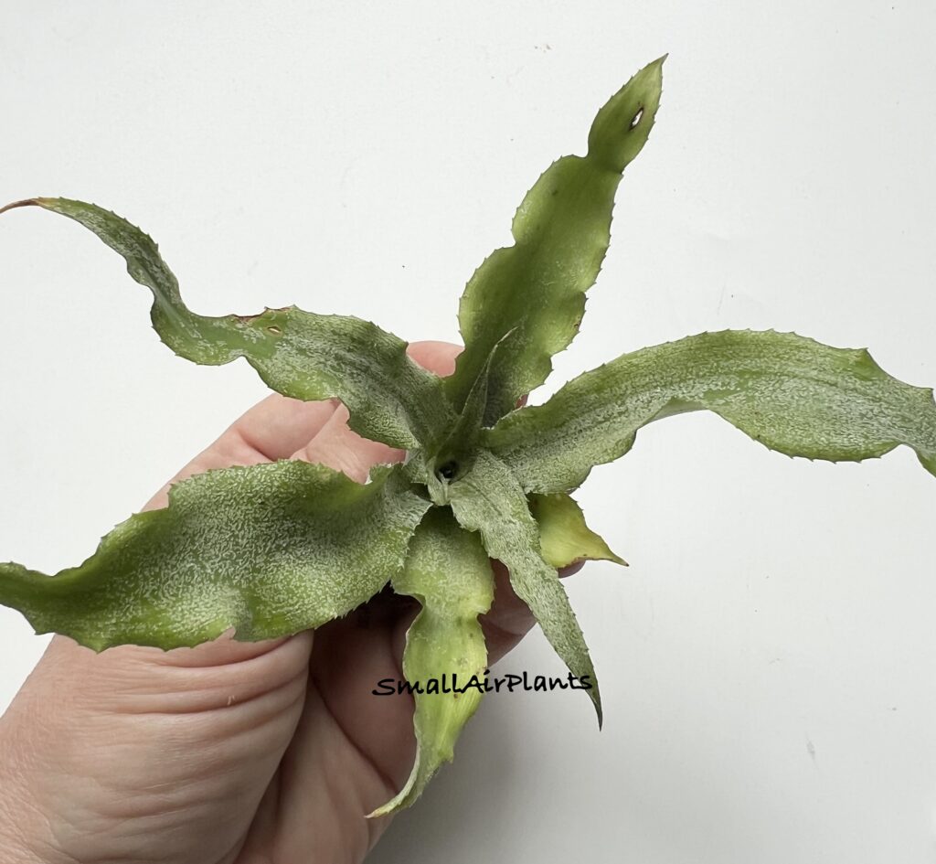 Купить «Cryptanthus Unknown» в интернет-магазине Smallairplants