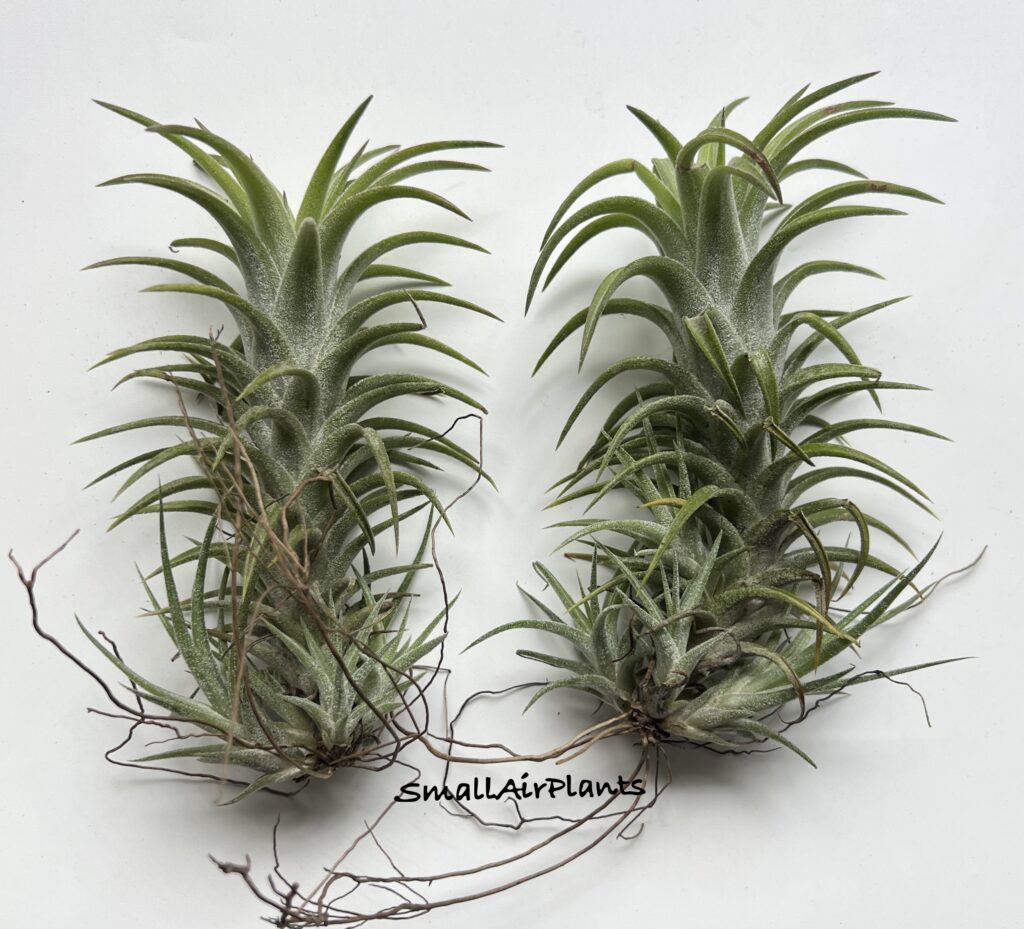 Купить «Vanhyningii Green Dragon L» в интернет-магазине Smallairplants